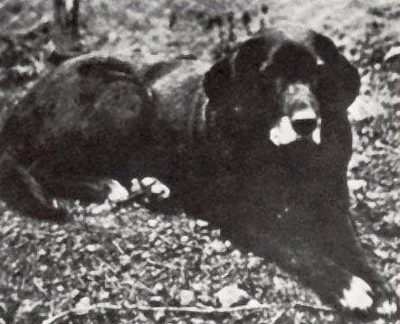 Complete List Of Extinct Dogs, from Ferocious to Cute