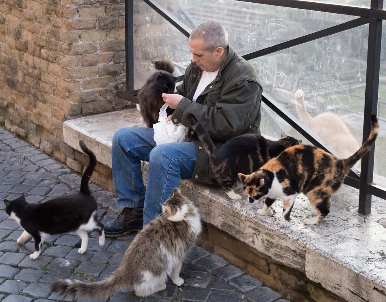 Кошки в Риме