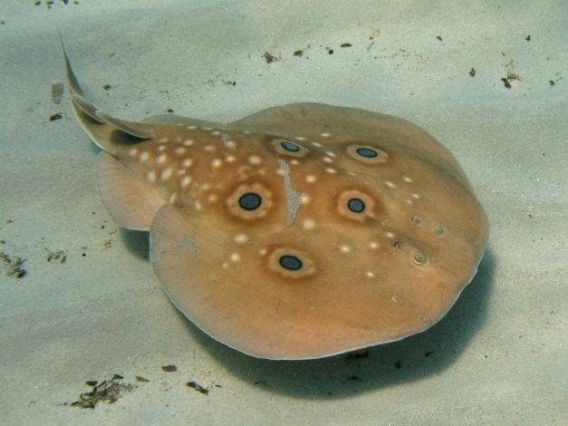 Обыкновенный пятнистый орляк. Электрические скаты виды. Скат манта орляк. Скат электрический torpedo. Обыкновенный электрический скат.