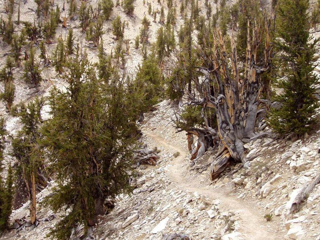 Methuselah, A 4,850-Year-Old Great Basin Bristlecone Pine