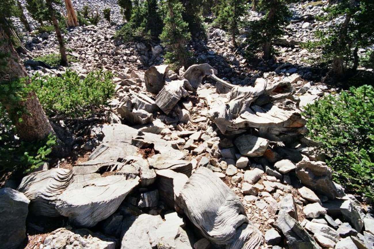 Prometheus, A 4,844-Year-Old Great Basin Bristlecone Pine