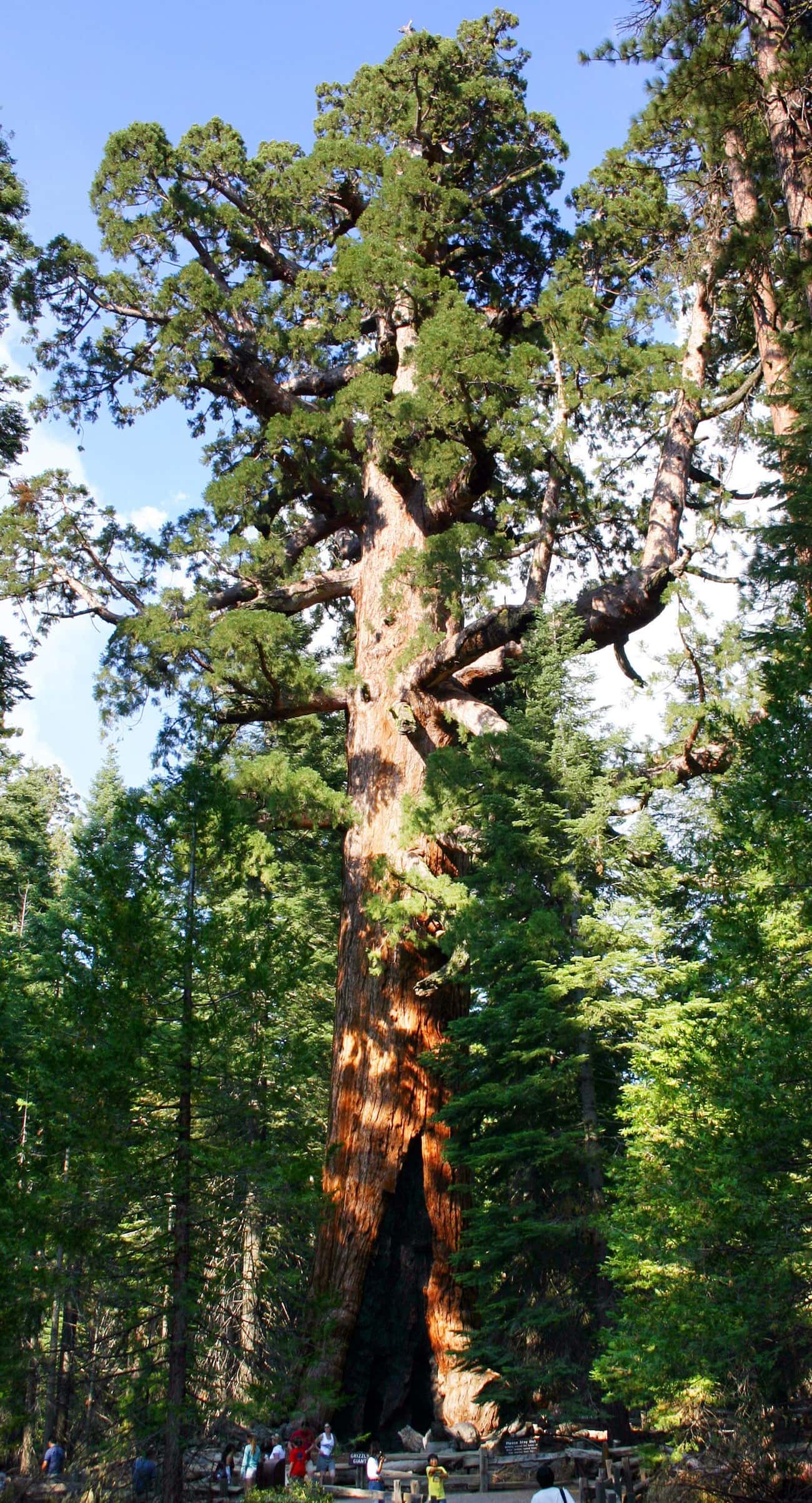 D-21, A 3,266-Year-Old Giant Sequoia