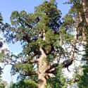 D-21, a 3,266-year-old Giant Sequoia on Random Oldest Known Trees In World