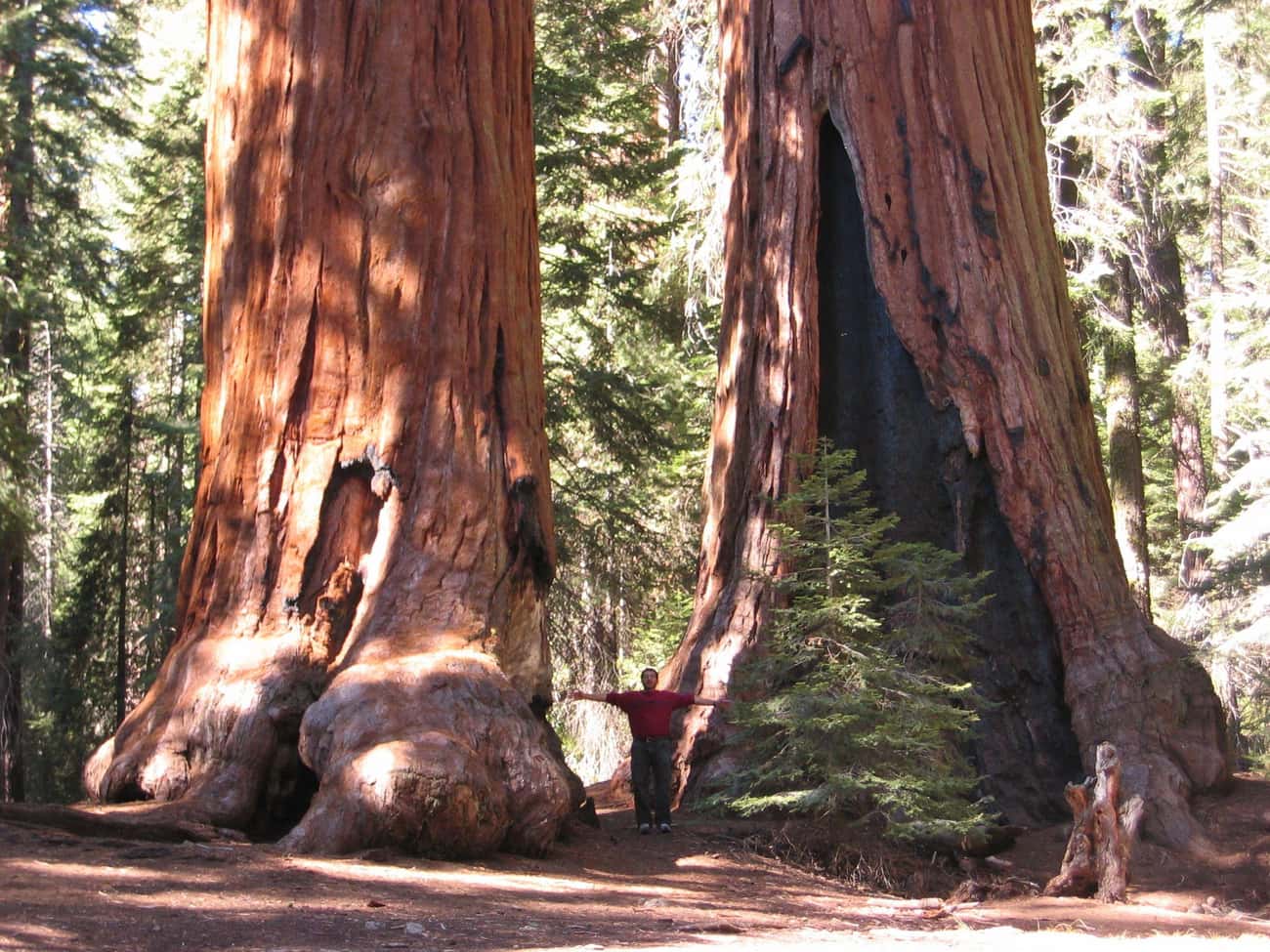 D-23, A 3,220-Year-Old Giant Sequoia