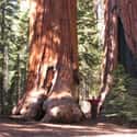 D-23, a 3,220-year-old Giant Sequoia on Random Oldest Known Trees In World