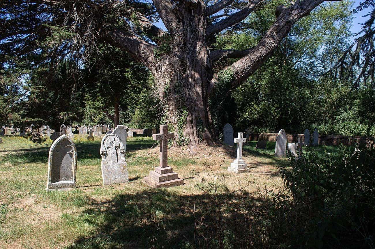 An Unnamed 4,112-Year-Old Yew