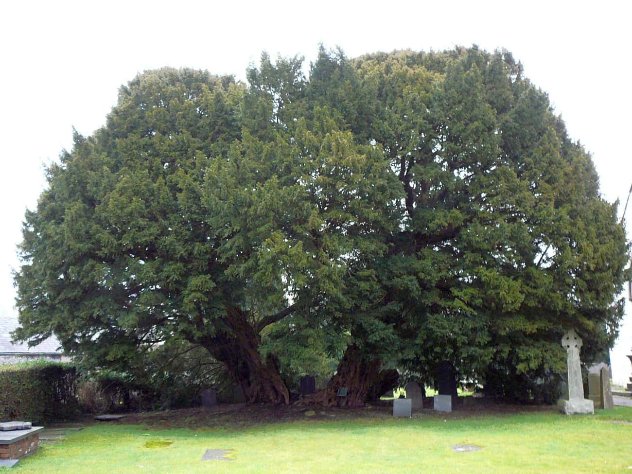 Llangernyw Yew, A 4-5,000-Year-Old Common Yew