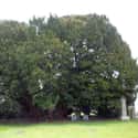 Llangernyw Yew, a 4-5,000-year-old Common Yew on Random Oldest Known Trees In World