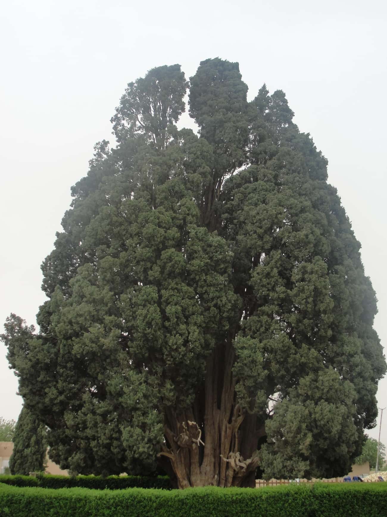 Sarv-e Abarkuh, A 4,500-Year-Old Mediterranean Cypress