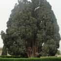 Sarv-e Abarkuh, a 4,500-year-old Mediterranean Cypress on Random Oldest Known Trees In World
