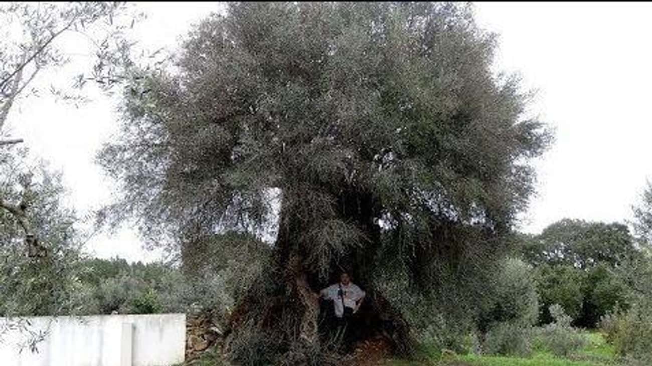 Oliveira do Mouchão, A 3,350-Year-Old European Olive Tree