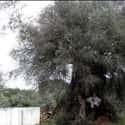 Oliveira do Mouchão, a 3,350-year-old European Olive Tree on Random Oldest Known Trees In World