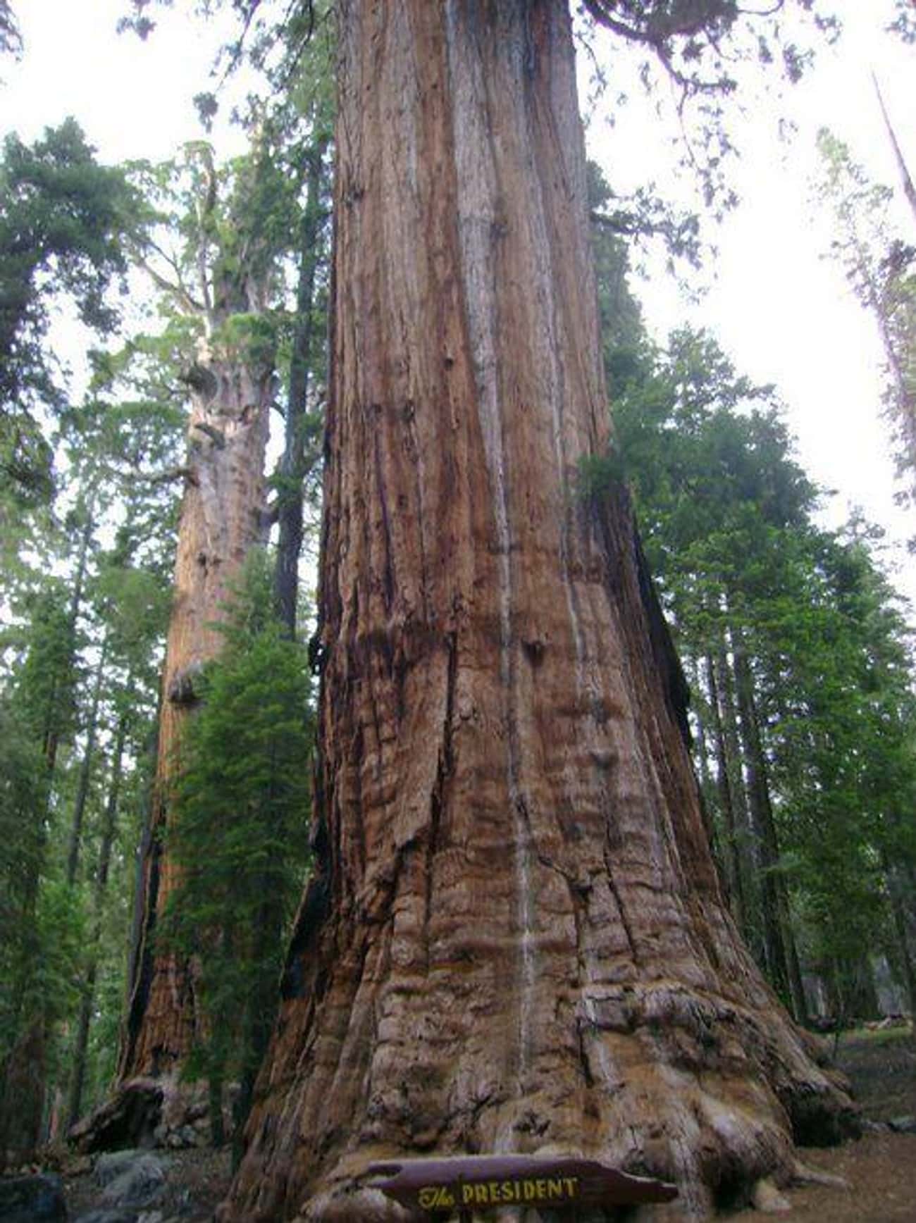 The President, A 3,200-Year-Old Giant Sequoia