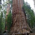The President, a 3,200-year-old Giant Sequoia on Random Oldest Known Trees In World