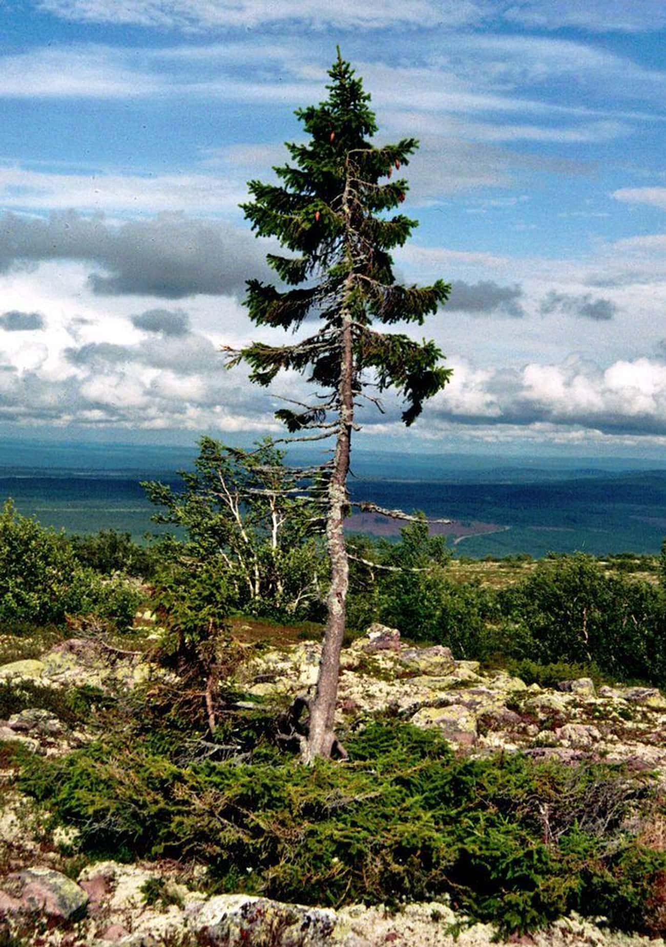 Old Tjikko, A 9,560-Year-Old Norway Spruce