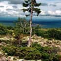 Old Tjikko, a 9,560-year-old Norway Spruce on Random Oldest Known Trees In World