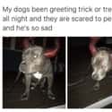 The Real Monsters Are The Ones Who Ignored This Good Boy on Random Hilarious Memes For People Who Are Way Too Into Halloween