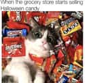 It's Sugar Coma Season, Baby! on Random Hilarious Memes For People Who Are Way Too Into Halloween