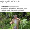 Leaf Them Alone on Random Memes About Vegans That Will Crack You Up