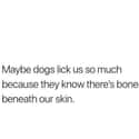 Find A Human, Find A Life Supply Of Bones on Random Memes About Dogs All Dog Owners Can Relate To