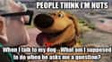 It Would Be Rude Not To Answer on Random Memes About Dogs All Dog Owners Can Relate To