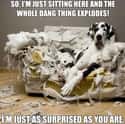 Furniture Spontaneously Combusts Even Around Good Dogs on Random Memes About Dogs All Dog Owners Can Relate To