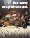They Keep Your Bed Warm on Random Memes About Dogs All Dog Owners Can Relate To
