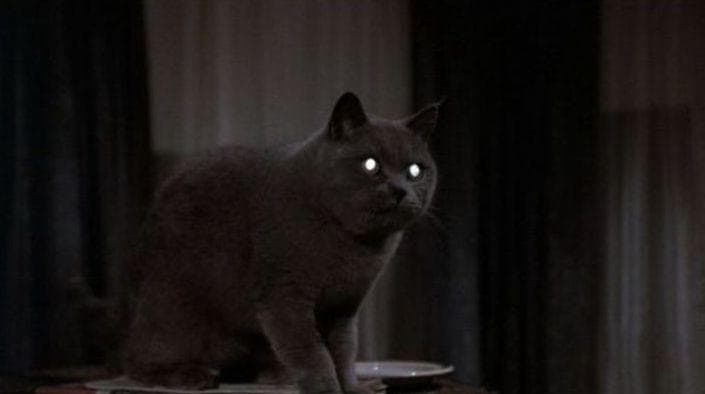 Коты воители убийцы. Коты воители убийцы. Кот в ужасе. Страшный кот ночью. Кот смотрит страшилки.