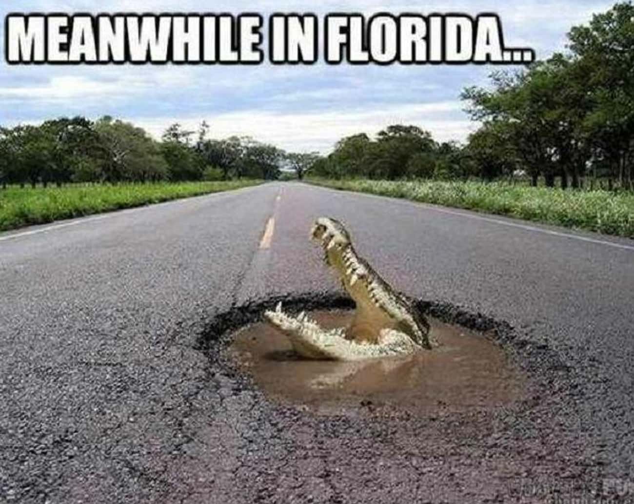 If There Is Water, A Gator Will Be There