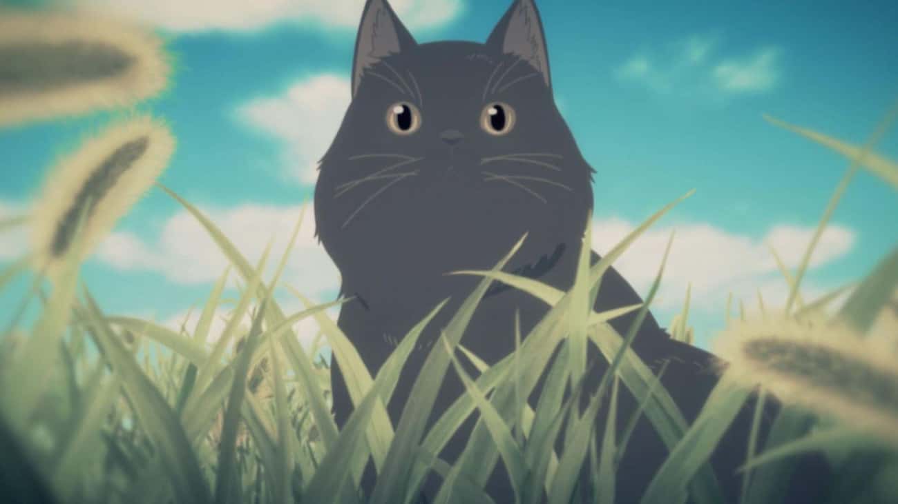 Аниме про кота Макото Синкай
