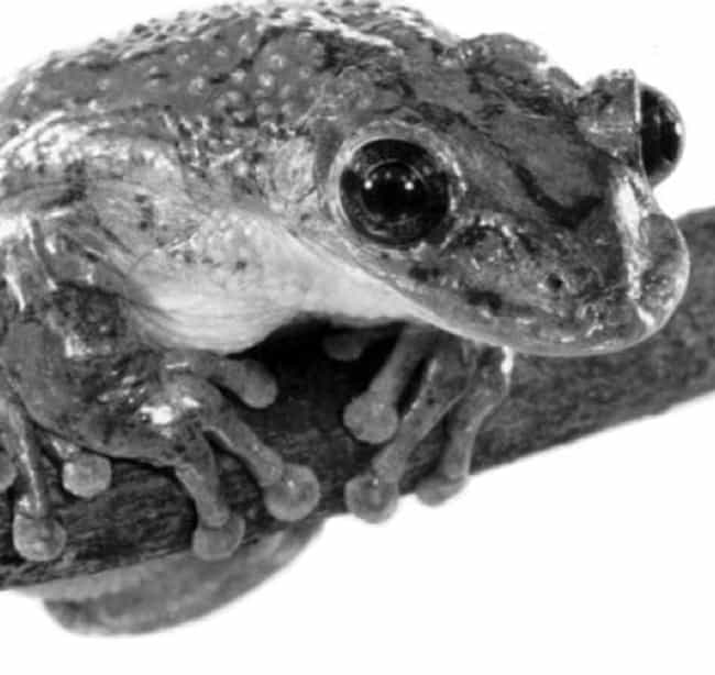 Greening's Frog figura en la lista (o se clasifica) 2 en la lista Las ranas y sapos más venenosos