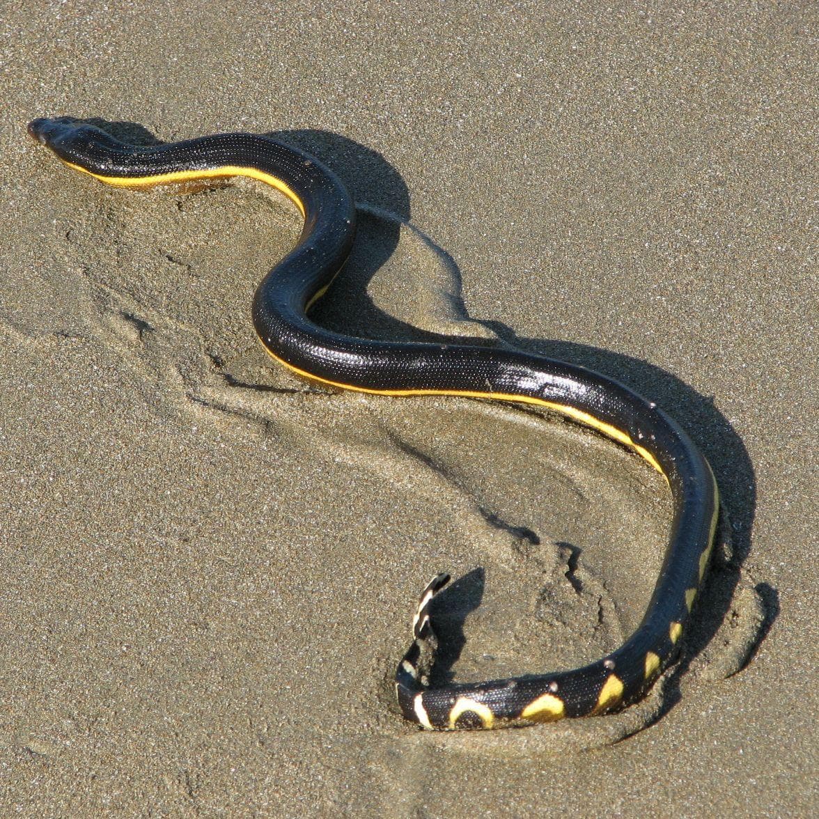 21 Of The Most Venomous & Poisonous Snakes In The World