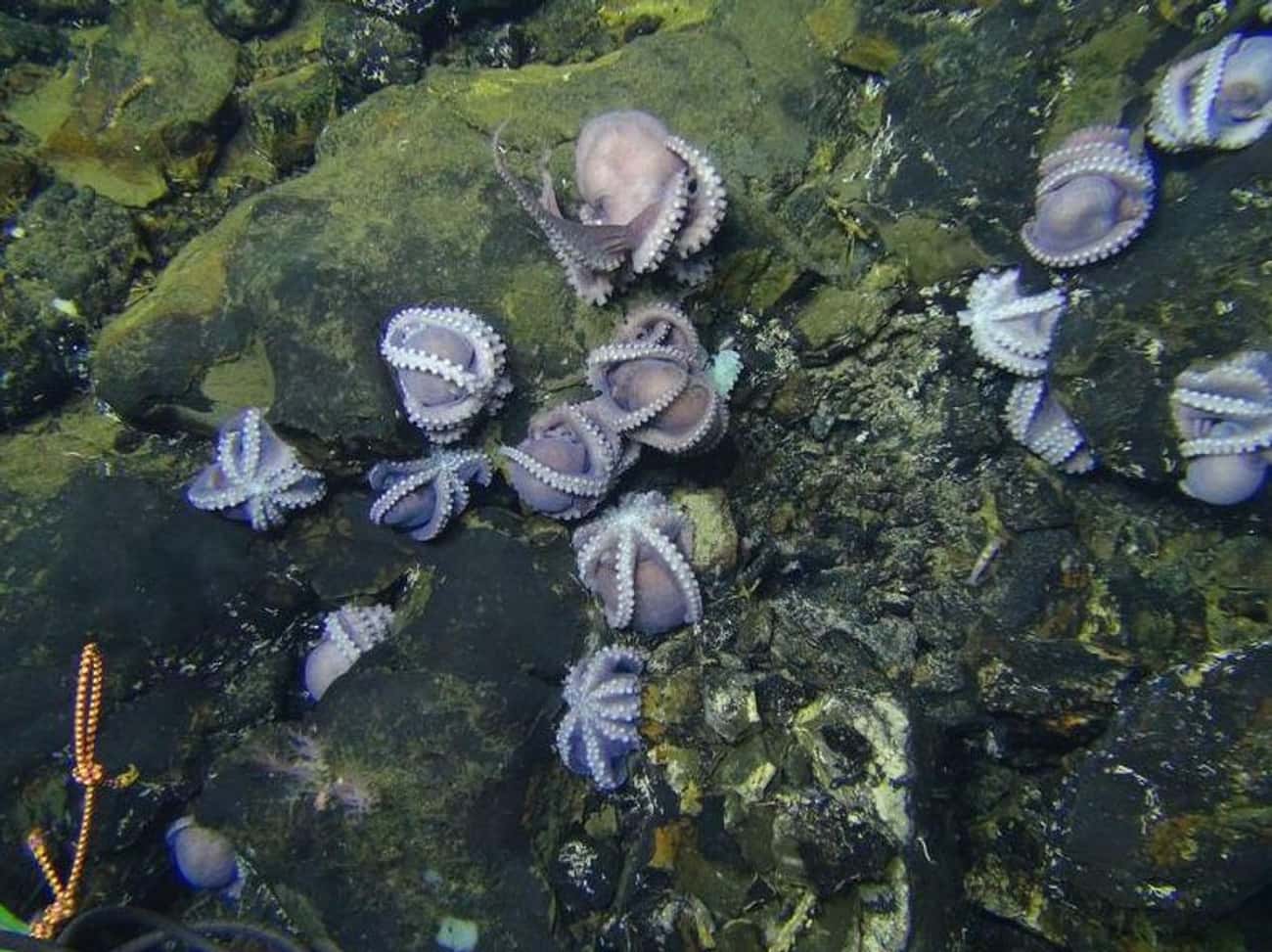 Some Female Octopuses Have Deep-Sea Nurseries