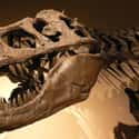 It Shares An Important Similarity With T. Rex on Random Things About Giant Prehistoric Crocodile Relative Hunted Down Dinosaurs Millions Of Years Ago