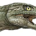 Razana Belongs To An Ancient Group Of Hardy Crocodiles on Random Things About Giant Prehistoric Crocodile Relative Hunted Down Dinosaurs Millions Of Years Ago