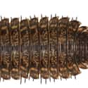 It Had No Known Predators on Random Things About A Millipede That Was Once Larger Than A Human
