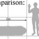 It Measured Over Six Feet Long on Random Things About A Millipede That Was Once Larger Than A Human