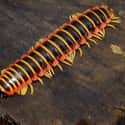 Scientists Don't Know For Certain What It Ate on Random Things About A Millipede That Was Once Larger Than A Human