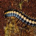 It Lived In The Coal Swamps Of North America on Random Things About A Millipede That Was Once Larger Than A Human