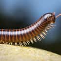 All The Bugs Were Bigger At The Time on Random Things About A Millipede That Was Once Larger Than A Human