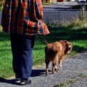 Feed/walk the dog on Random Best Ways To Avoid Your Family On Thanksgiving