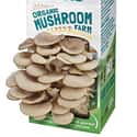 Organic Mushroom Growing Kit on Random Best White Elephant Gifts