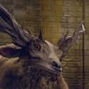 Leucrotta on Random Best Beasts In 'Fantastic Beasts' Franchise