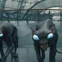 Matagot on Random Best Beasts In 'Fantastic Beasts' Franchise