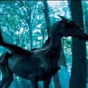 Thestral on Random Best Beasts In 'Fantastic Beasts' Franchise