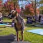 Goat Yoga is listed (or ranked) 14 on the list Fads You Hope Fade In 2019