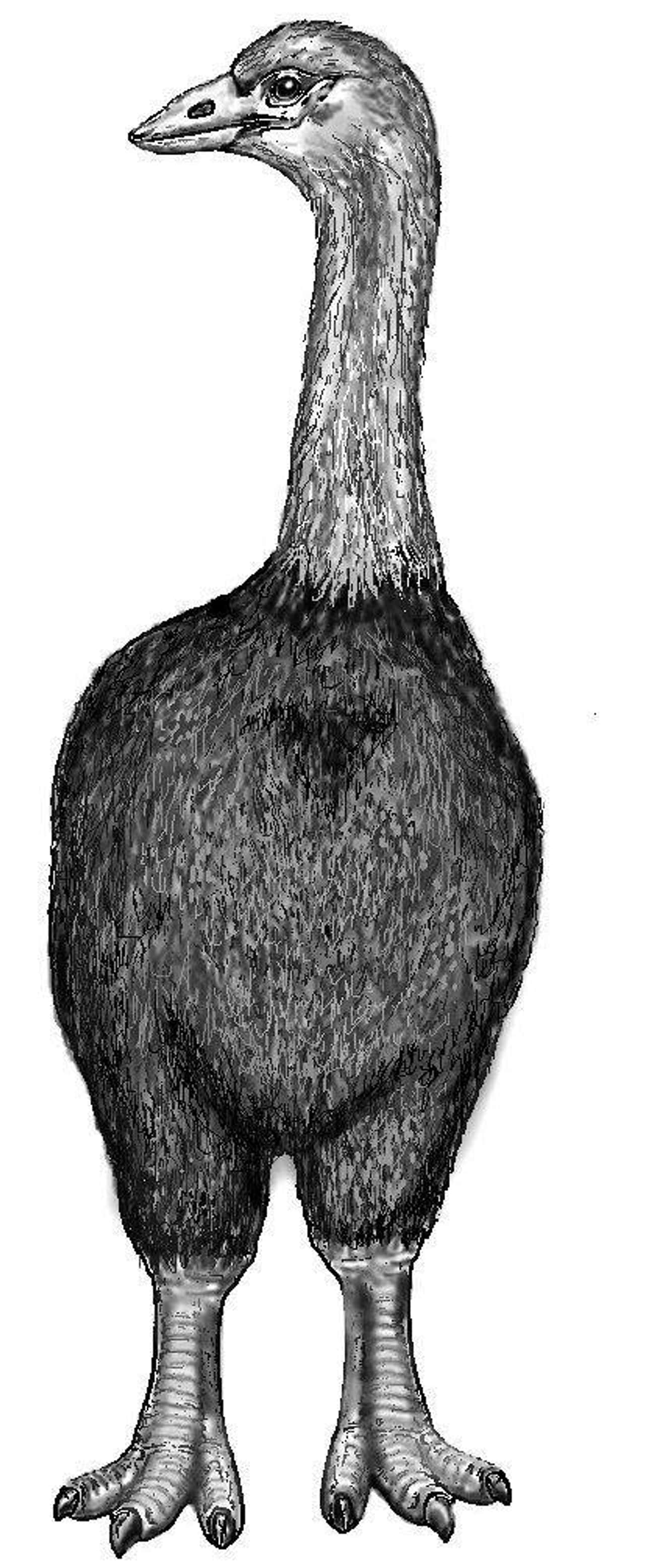Elephant bird. Эпиорнис мадагаскарский. Эпиорнис Aepyornithidae. Фороракос Эпиорнис. Эпиорнис Максимус.