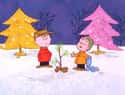 Even The Tree Is Sad on Random Deatials about 'A Charlie Brown Christmas' Was About Seasonal Depression