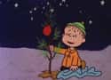 The Special Is About Perseverance In The Face Of Adversity on Random Deatials about 'A Charlie Brown Christmas' Was About Seasonal Depression
