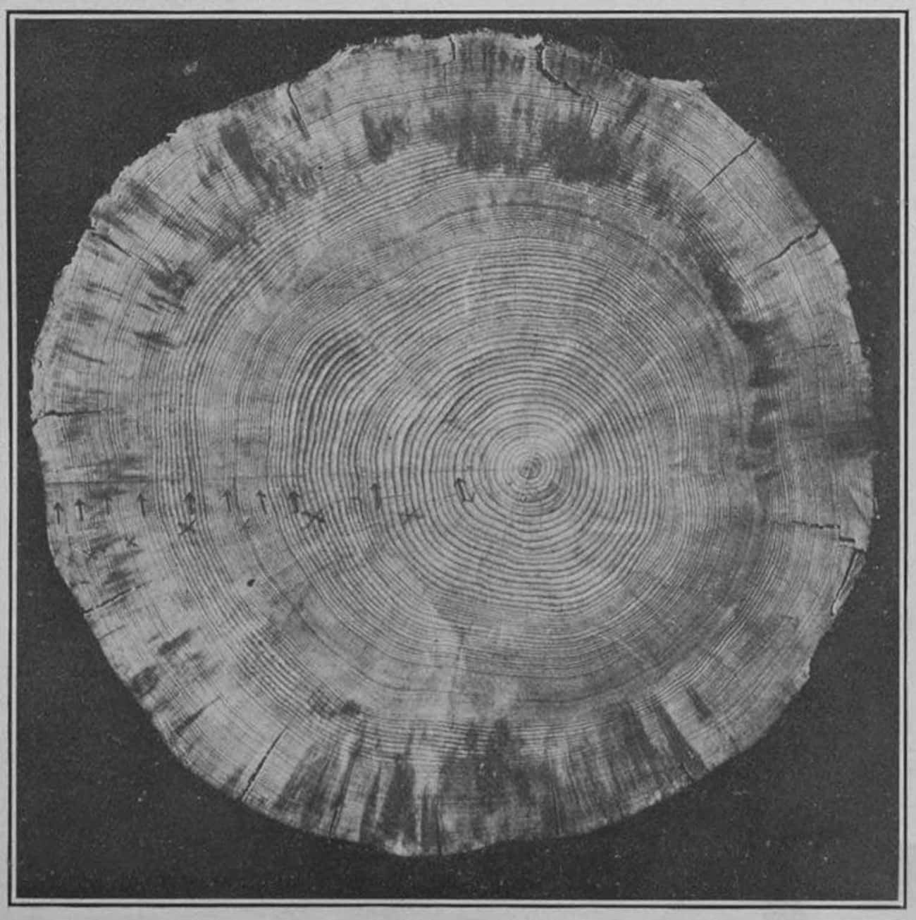 Tree Rings Reveal How Much The Climate Impacted The Environment